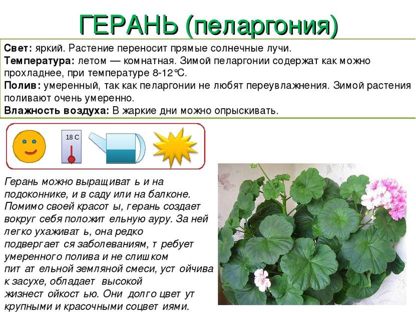 ГЕРАНЬ (пеларгония) Герань можно выращивать и на подоконнике, и в саду или на...