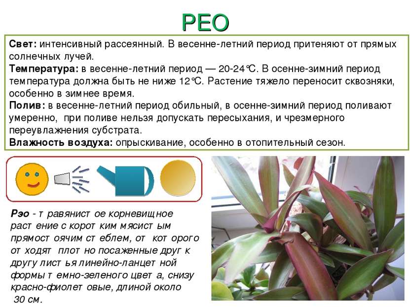 РЕО Рэо - травянистое корневищное растение с коротким мясистым прямостоячим с...