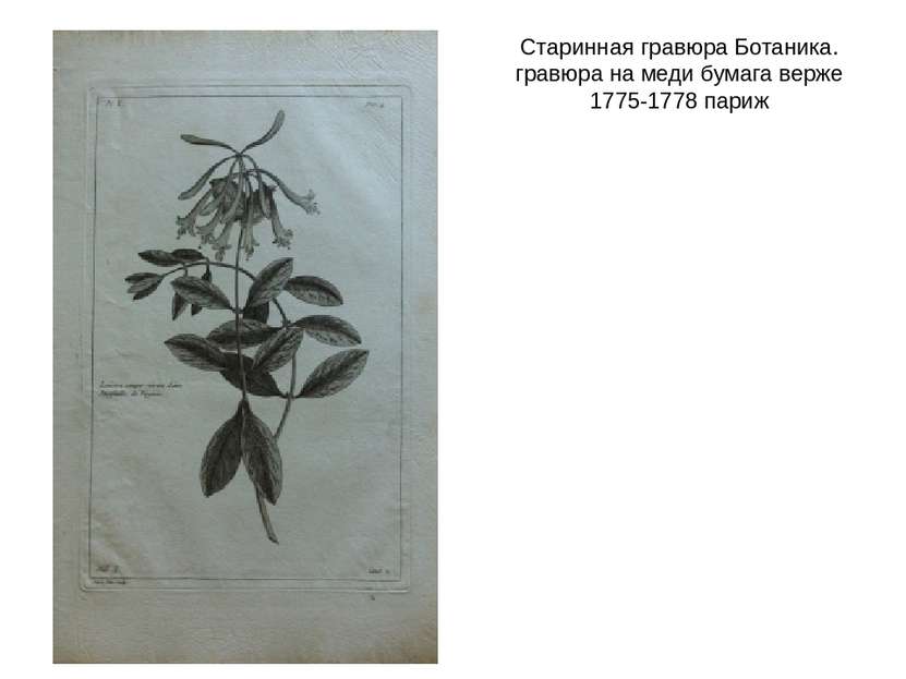 Старинная гравюра Ботаника. гравюра на меди бумага верже 1775-1778 париж