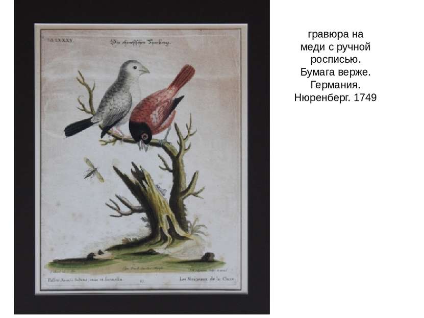 гравюра на меди с ручной росписью. Бумага верже. Германия. Нюренберг. 1749