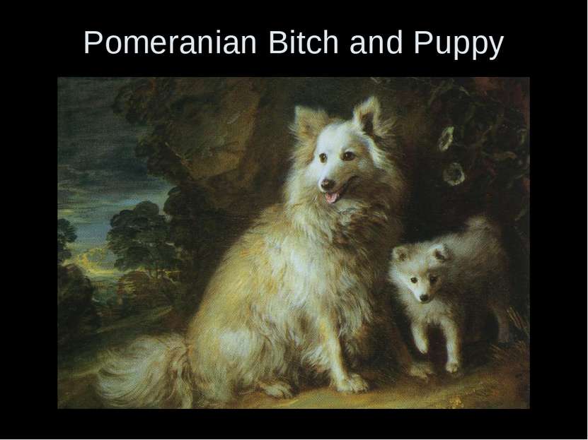 Pomeranian Bitch and Puppy