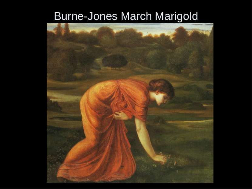 Burne-Jones March Marigold