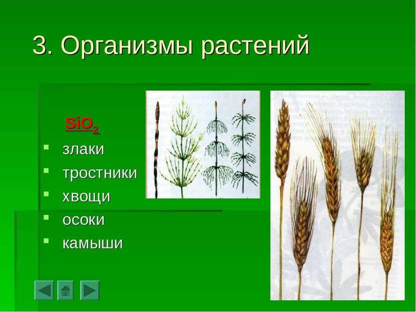 3. Организмы растений SiO2 злаки тростники хвощи осоки камыши