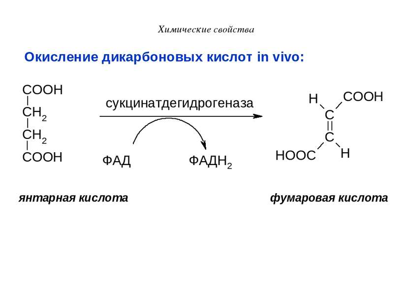 Химические свойства Окисление дикарбоновых кислот in vivo: янтарная кислота ф...