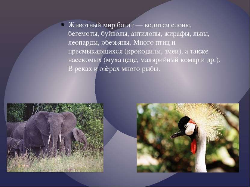 Животный мир богат — водятся слоны, бегемоты, буйволы, антилопы, жирафы, львы...