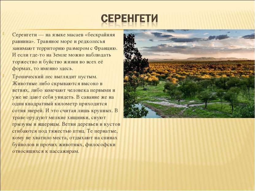 Серенгети — на языке масаев «бескрайняя равнина». Травяное море и редколесья ...