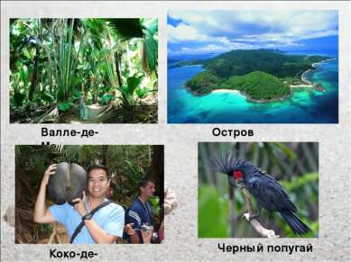 Остров Праслин Валле-де-Мэ Коко-де-мер Черный попугай