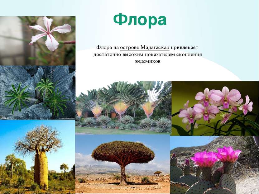 Флора Флора на острове Мадагаскар привлекает достаточно высоким показателем с...