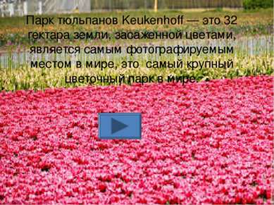 Парк тюльпанов Keukenhoff — это 32 гектара земли, засаженной цветами, являетс...