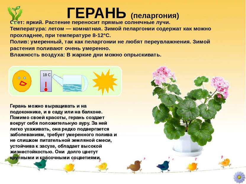 ГЕРАНЬ (пеларгония) Герань можно выращивать и на подоконнике, и в саду или на...