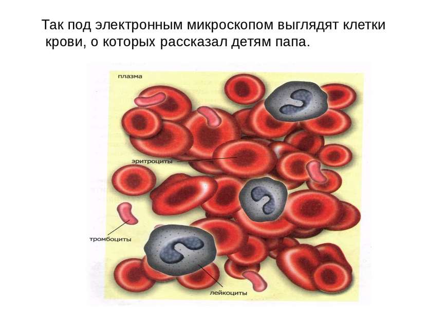Так под электронным микроскопом выглядят клетки крови, о которых рассказал де...
