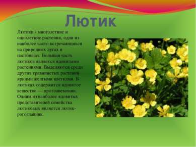 Лютик Лютики - многолетние и однолетние растения, одни из наиболее часто встр...