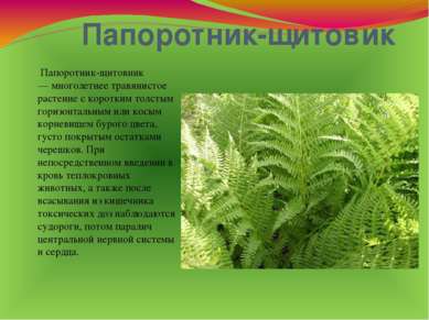 Папоротник-щитовик Папоротник-щитовник — многолетнее травянистое растение с к...