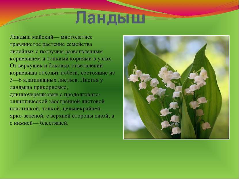 Ландыш Ландыш майский— многолетнее травянистое растение семейства лилейных с ...