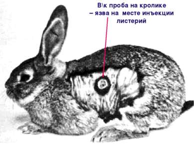 В\к проба на кролике – язва на месте инъекции листерий