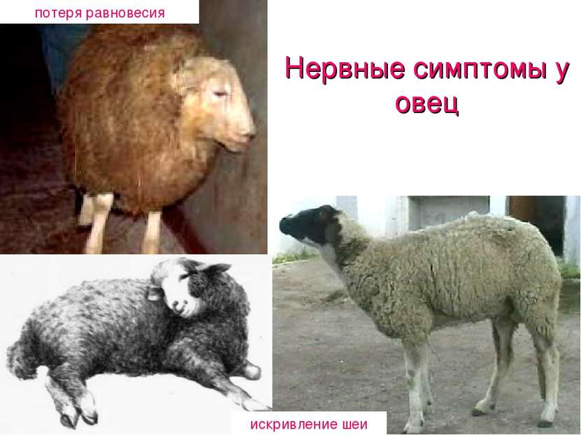 потеря равновесия Нервные симптомы у овец искривление шеи