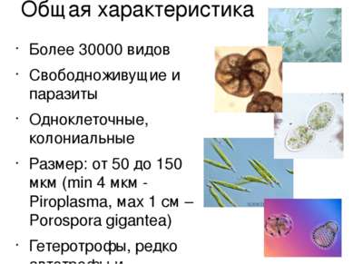 Общая характеристика Более 30000 видов Свободноживущие и паразиты Одноклеточн...