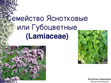 Семейство Яснотковые или Губоцветные (Lamiaceae) Бесплатные презентации http:...