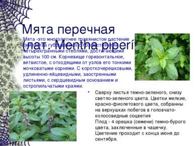 Мята перечная (лат. Mеntha piperíta) Мята -это многолетнее травянистое растен...