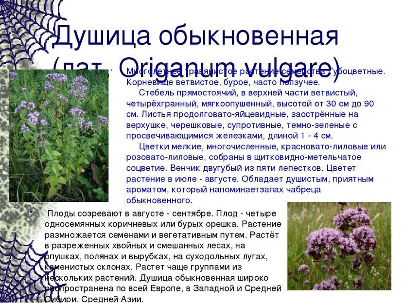 Душица обыкновенная (лат. Origanum vulgare) Многолетнее травянистое растение ...