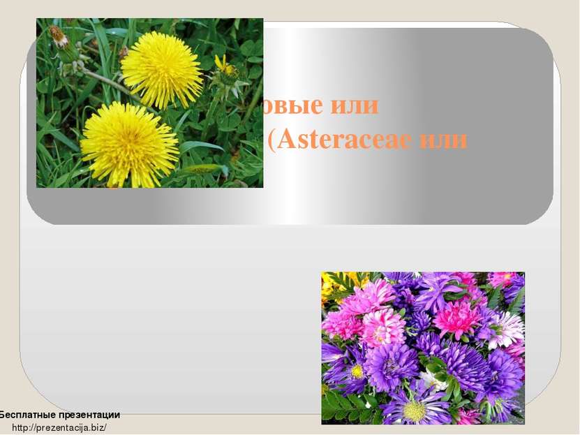 Семейство Астровые или Сложноцветые (Asteraceae или Compositae) Бесплатные пр...
