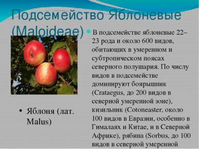 Подсемейство Яблоневые (Maloideae) В подсемействе яблоневые 22–23 рода и окол...