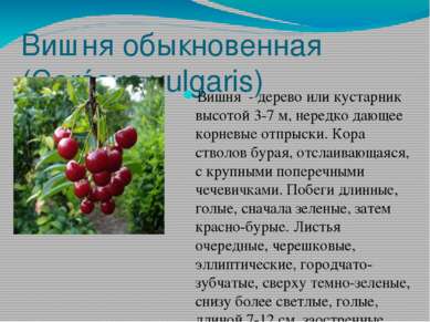 Вишня обыкновенная (Cerásus vulgaris) Вишня - дерево или кустарник высотой 3-...