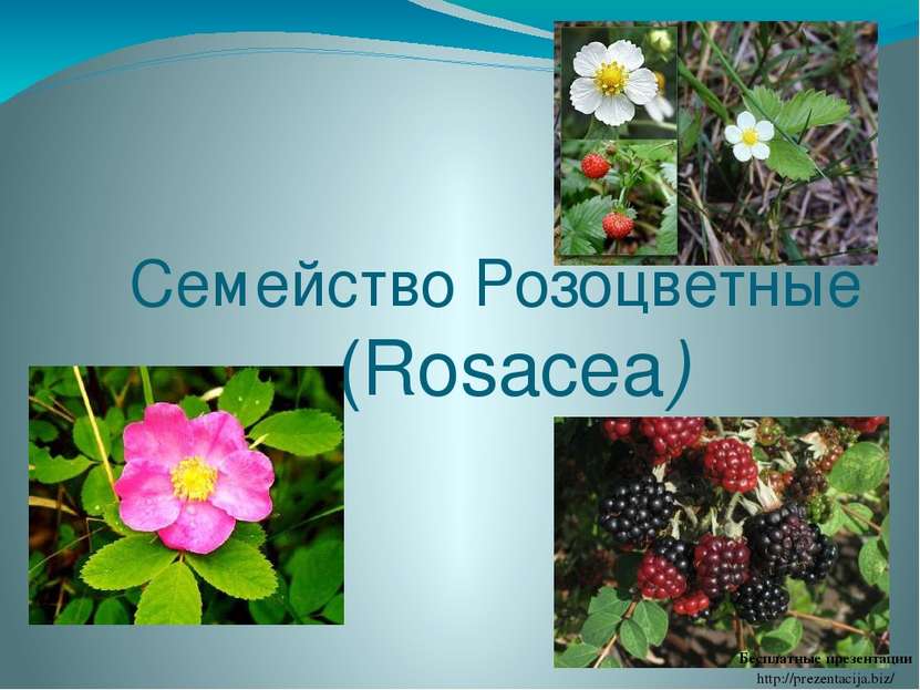 Семейство Розоцветные (Rosacea) Бесплатные презентации http://prezentacija.biz/