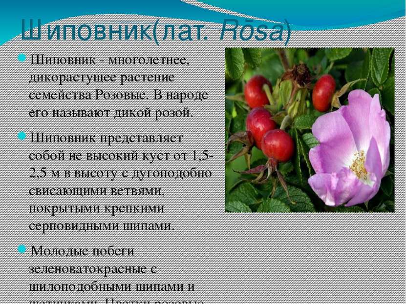 Шиповник(лат. Rōsa) Шиповник - многолетнее, дикорастущее растение семейства Р...