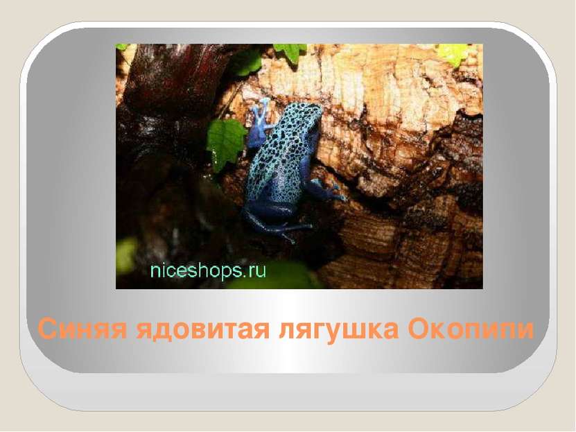Синяя ядовитая лягушка Окопипи
