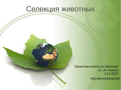 Селекция животных Проектная работа по биологии 11 «А» класса 2.12.2012 http:/...