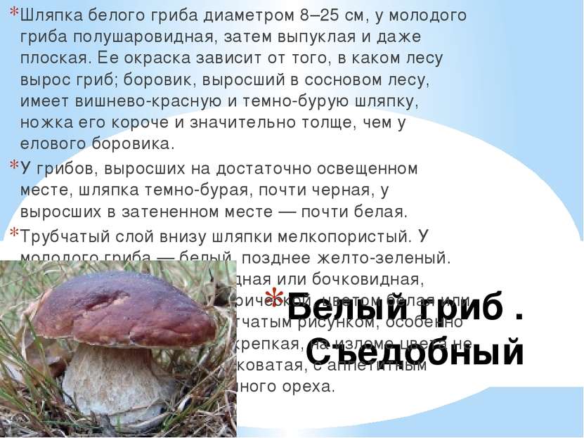 Белый гриб . Съедобный Шляпка белого гриба диаметром 8–25 см, у молодого гриб...