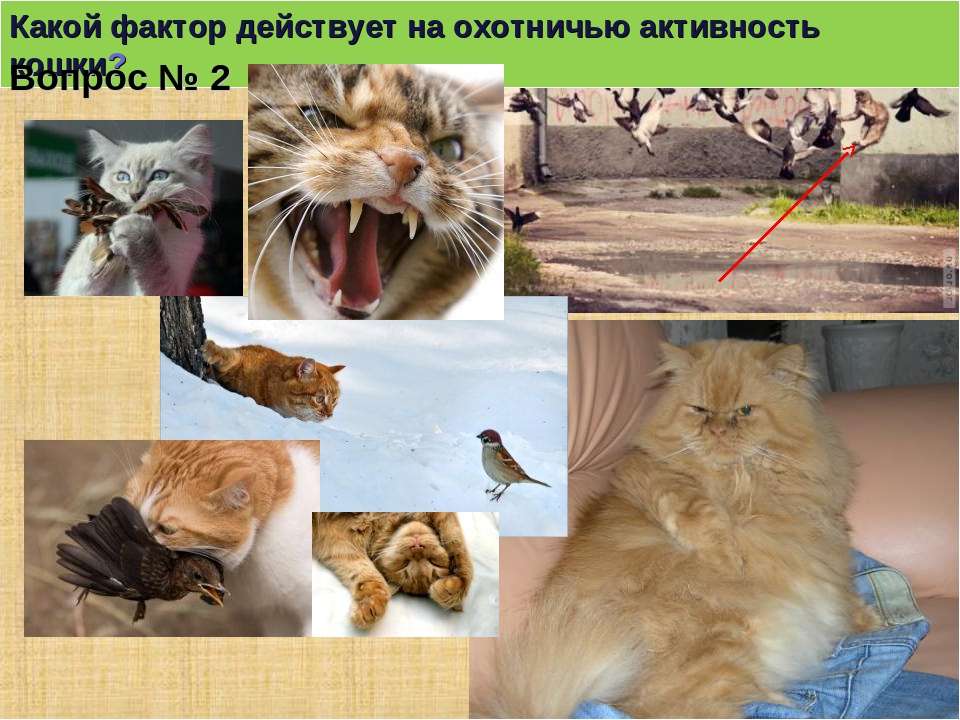 Деятельность кошки. Численность популяций и ее регуляция в природе. Радиус индивидуальной активности кошки.