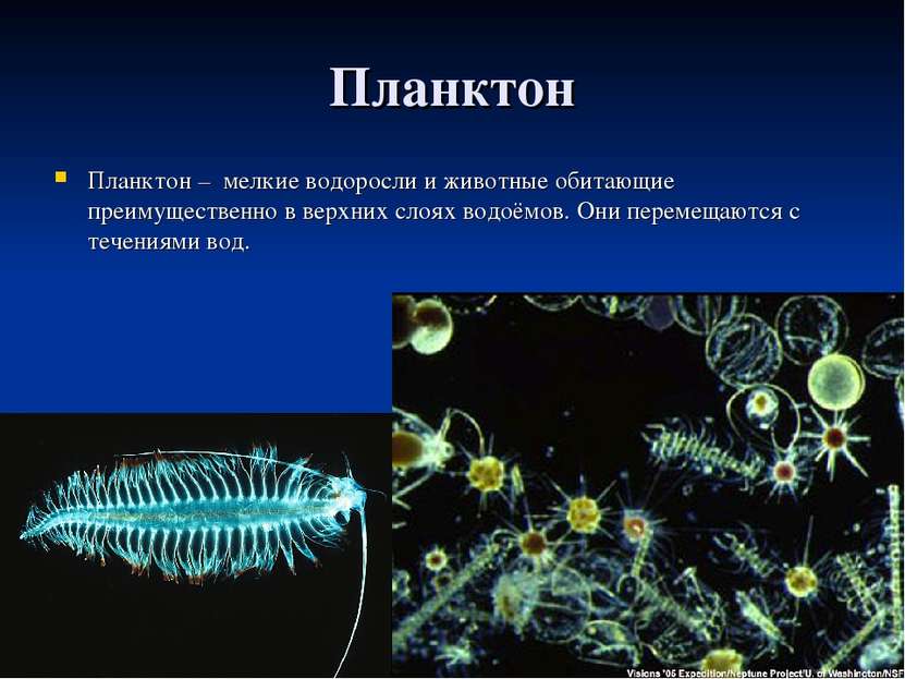 Планктон Планктон – мелкие водоросли и животные обитающие преимущественно в в...