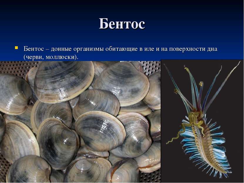 Бентос Бентос – донные организмы обитающие в иле и на поверхности дна (черви,...