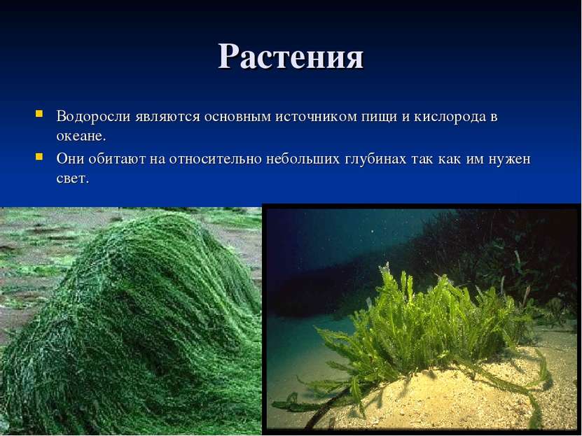 Растения Водоросли являются основным источником пищи и кислорода в океане. Он...