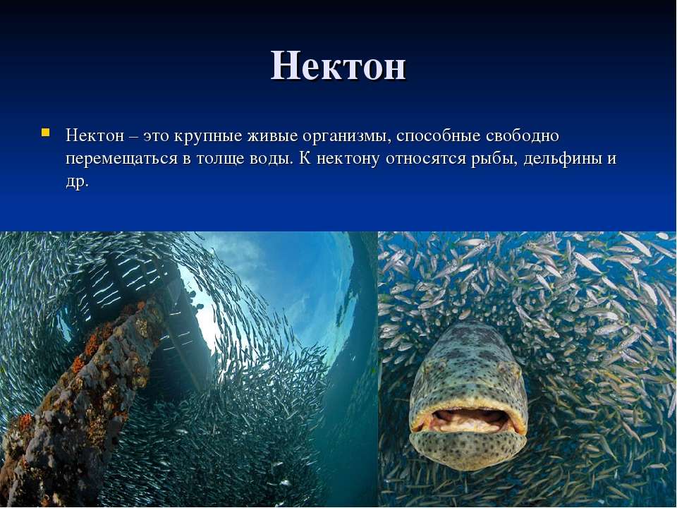 Сообщение о любой среде обитания. Планктон Нектон бентос. Нектон глубина обитания. Организмы обитающие в воде. Обитатели толщи воды.