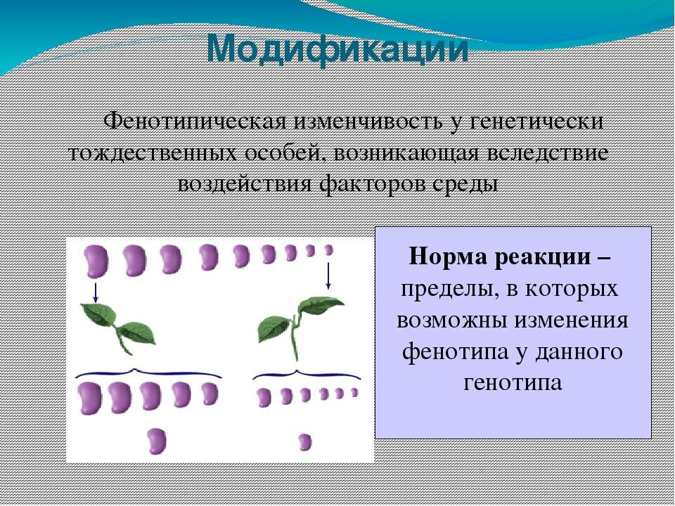 Фенотипическая изменчивость презентация