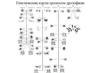 Генетические карты хромосом дрозофилы