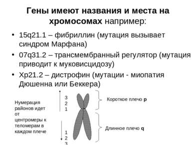 Гены имеют названия и места на хромосомах например: 15q21.1 – фибриллин (мута...