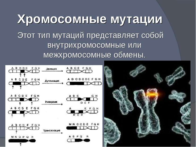 Хромосомные мутации Этот тип мутаций представляет собой внутрихромосомные или...