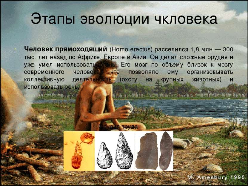 Этапы эволюции чкловека Человек прямоходящий (Homo erectus) расселился 1,8 мл...