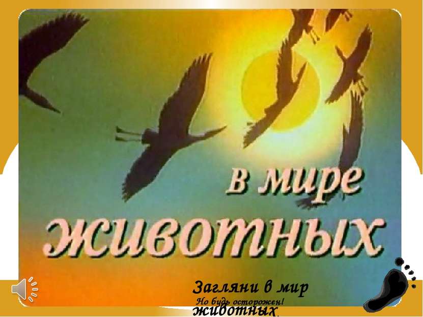 Загляни в мир животных Но будь осторожен!