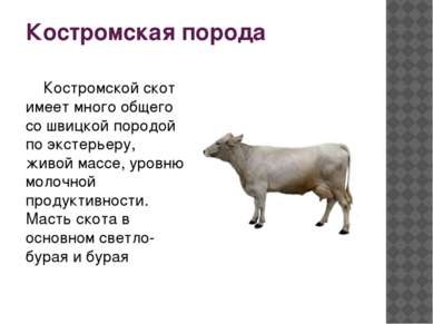 Костромская порода Костромской скот имеет много общего со швицкой породой по ...