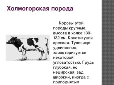 Холмогорская порода Коровы этой породы крупные, высота в холке 130-132 см. Ко...