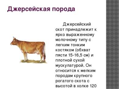Джерсейская порода Джерсейский скот принадлежит к ярко выраженному молочному ...