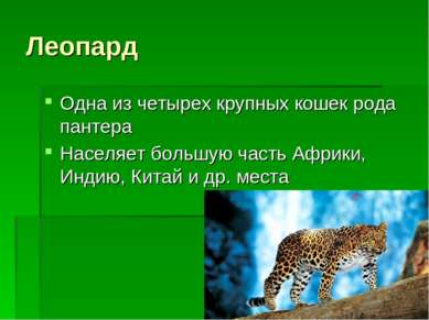 Леопард Одна из четырех крупных кошек рода пантера Населяет большую часть Афр...