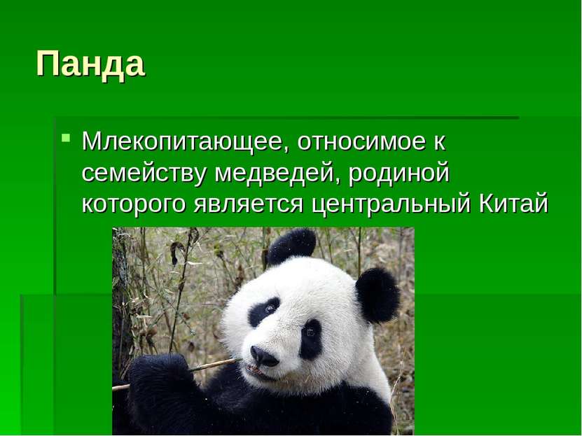 Панда Млекопитающее, относимое к семейству медведей, родиной которого являетс...