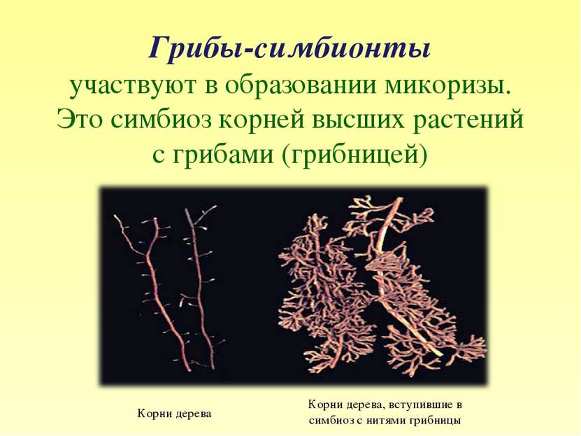 Образуют микоризу с корнями растений. Микоризу образует. Симбиотические корни чечевицы. Симбиоз дерева, образую микоризу.