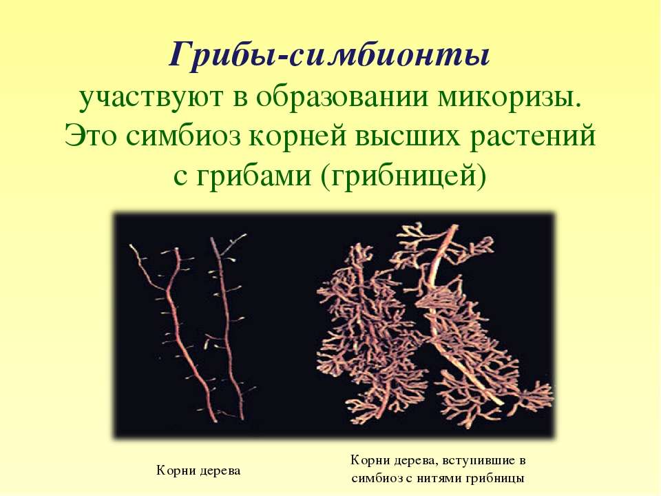 Пример симбиоза бактерий. Грибы образуют микоризу с корнями высших растений.. Микориза функции. Вступает в симбиоз с корнями деревьев. Симбионты это.